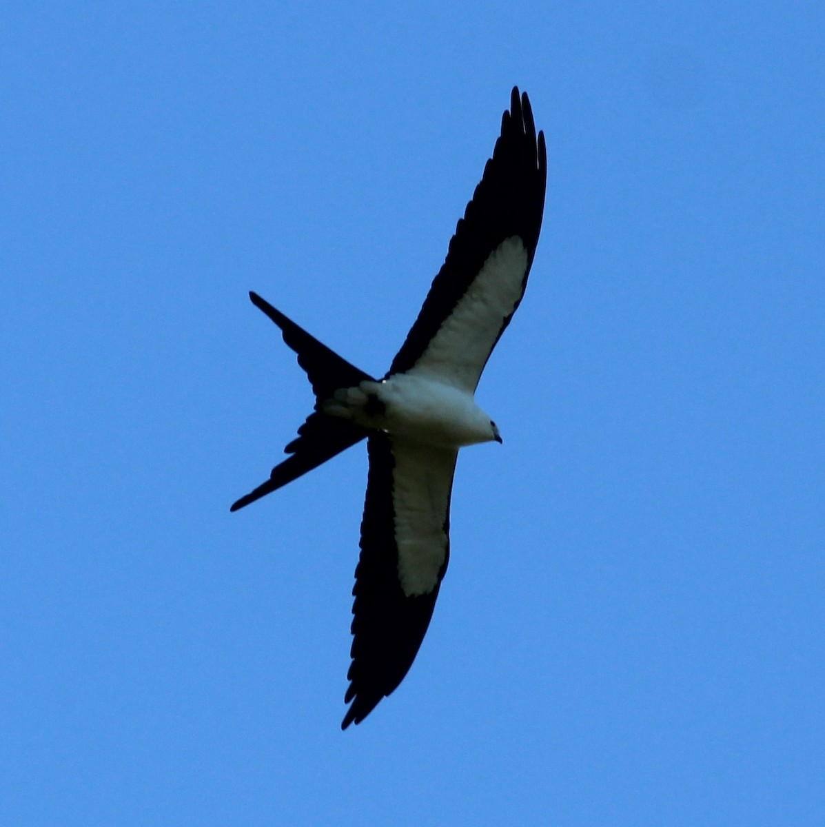 Swallow-tailed Kite - Daphne Asbell