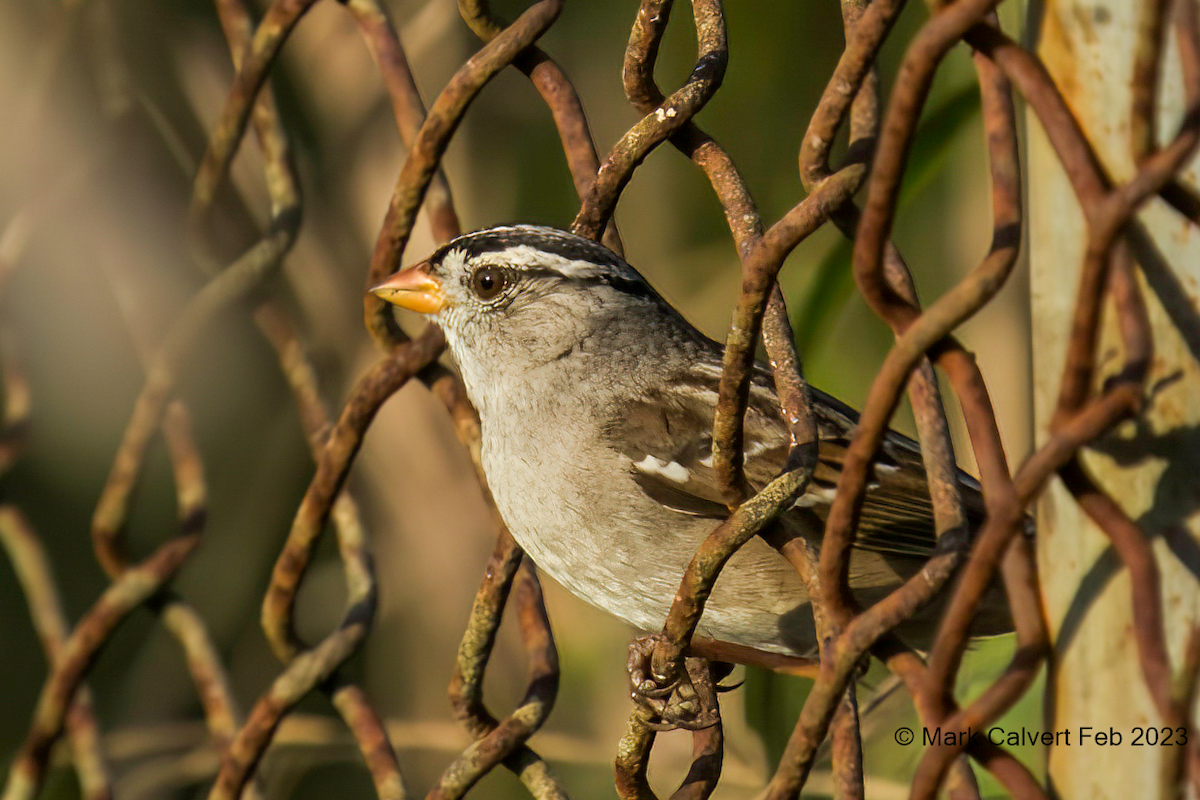 White-crowned Sparrow - ML531047261