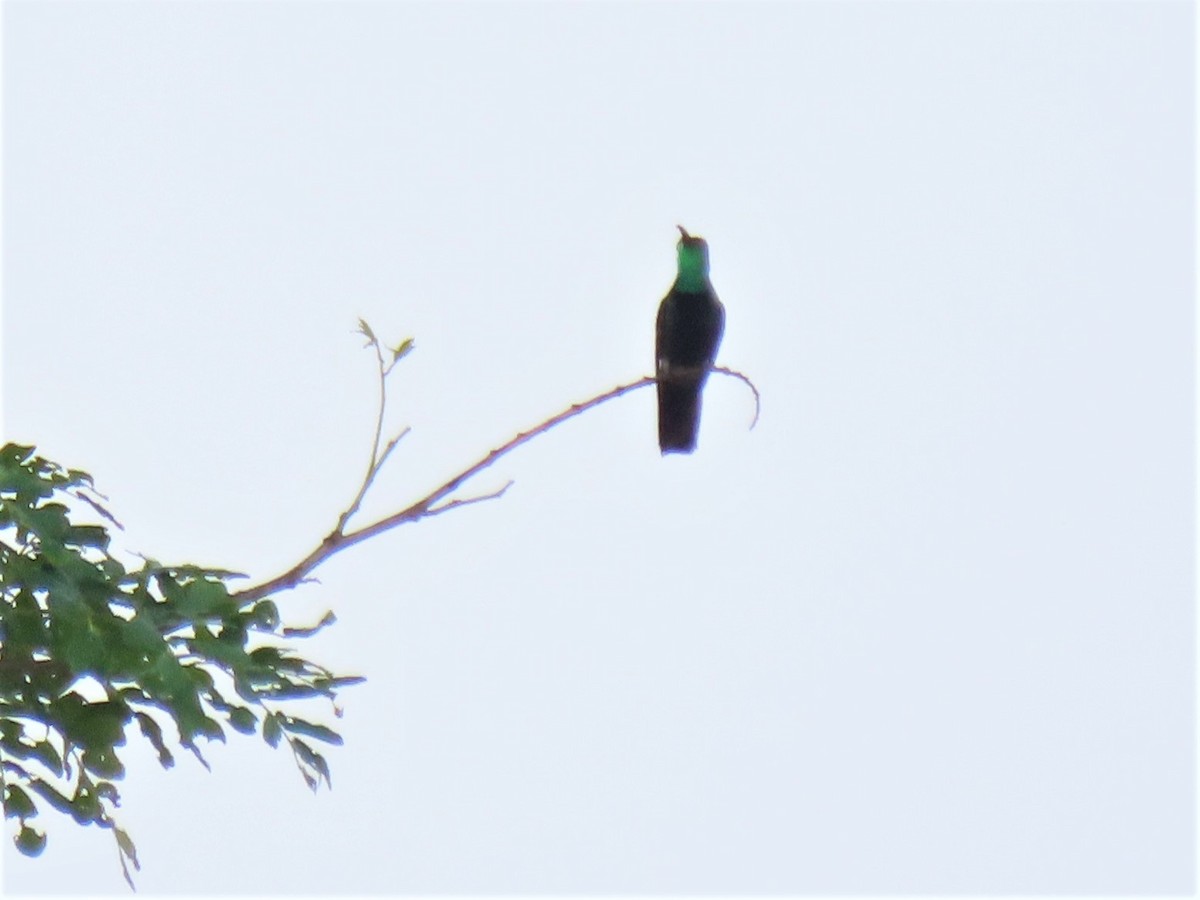 kolibřík zelenohrdlý - ML531054071