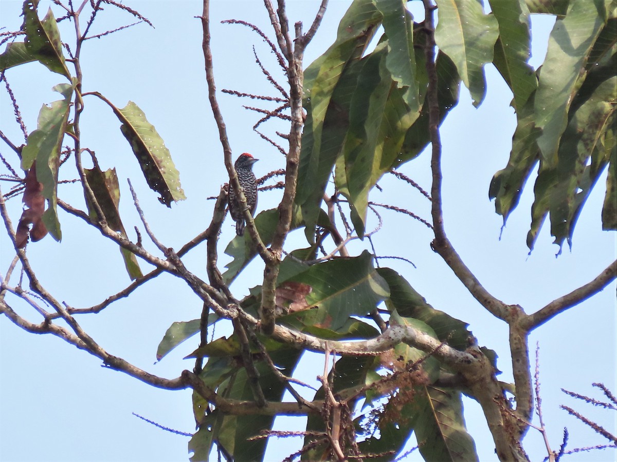 White-barred Piculet - ML531054211