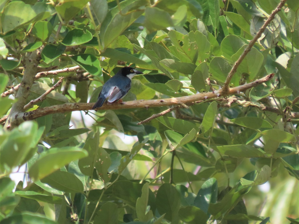 Hooded Tanager - ML531054781