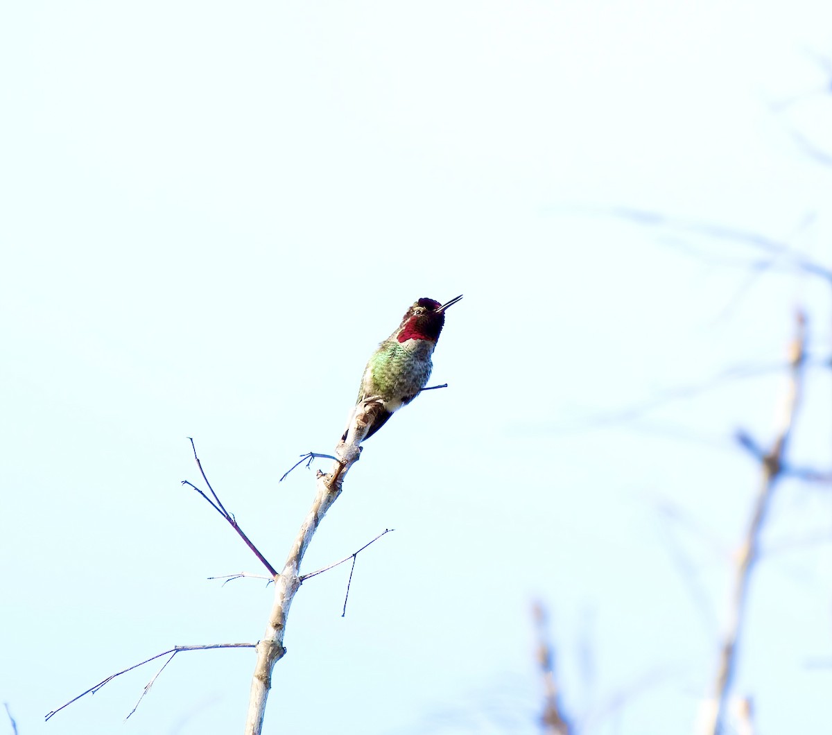 Anna's Hummingbird - ML531057371