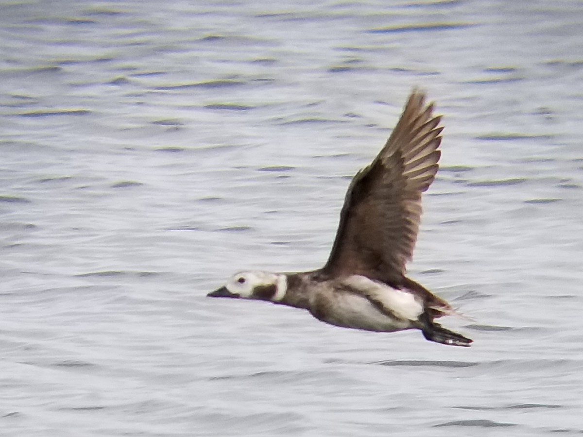 Long-tailed Duck - ML531058441