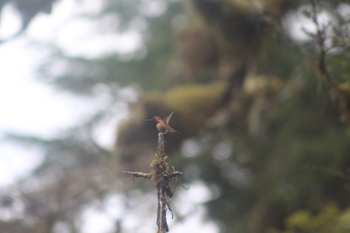 Rufous Hummingbird - ML531059311