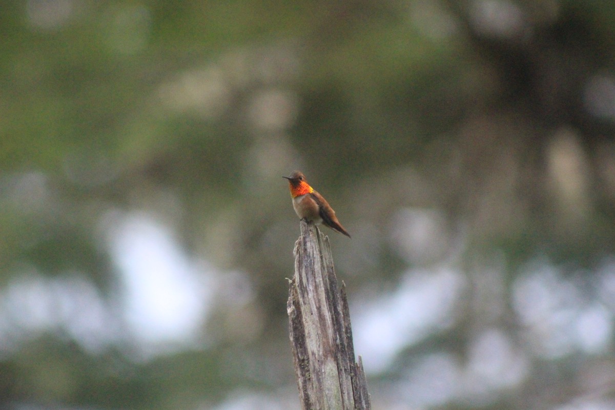 Rufous Hummingbird - ML531059331