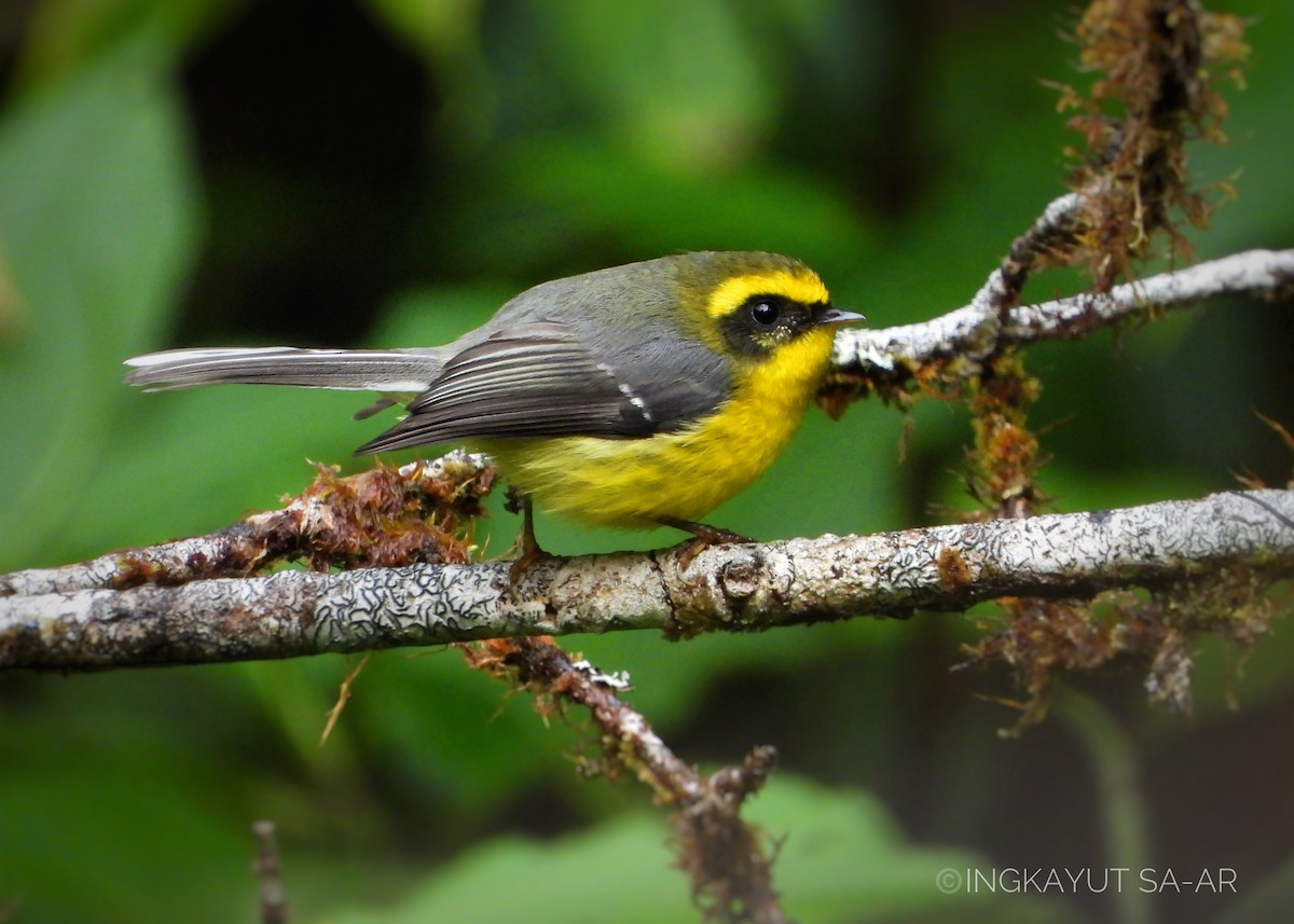 Yellow-bellied Fairy-Fantail - ML531059341