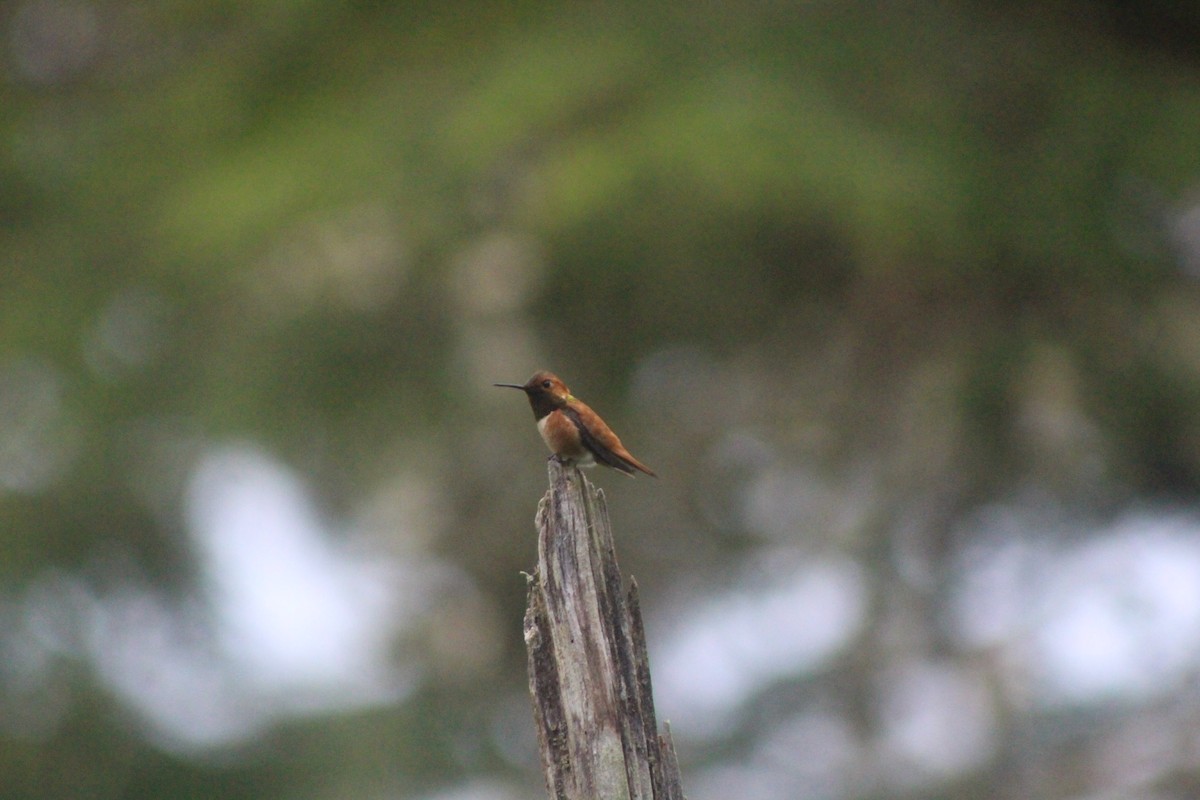 Rufous Hummingbird - ML531059361
