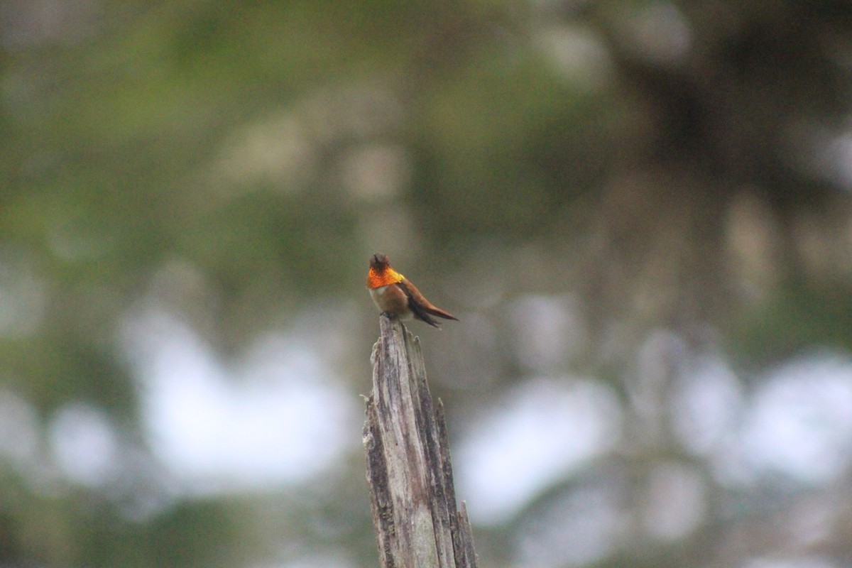 Rufous Hummingbird - ML531059511