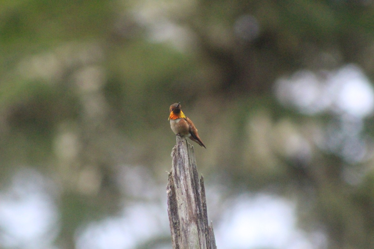 Rufous Hummingbird - ML531059631