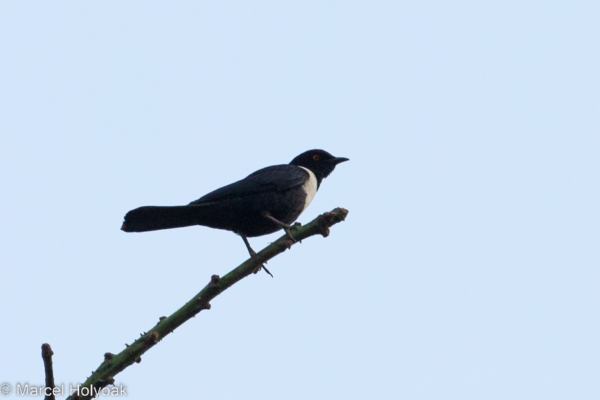 White-collared Starling - ML531063951