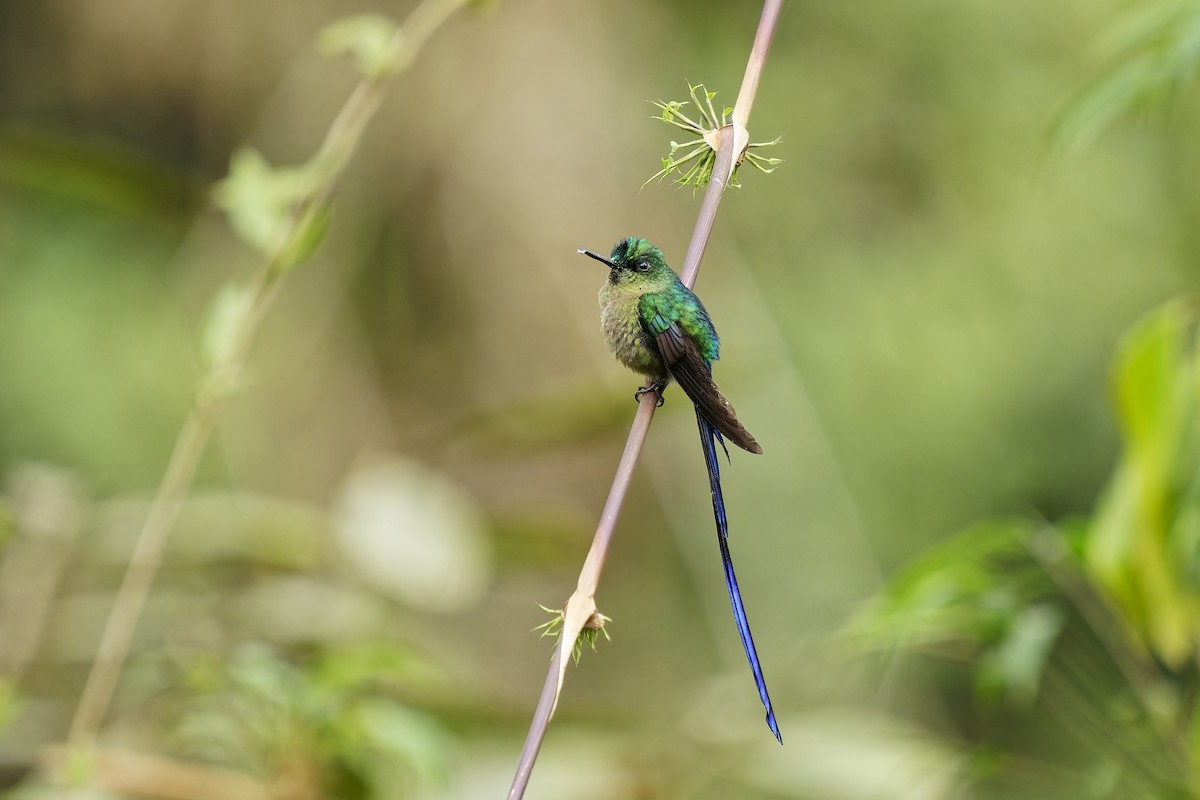 Violet-tailed Sylph - ML531064621