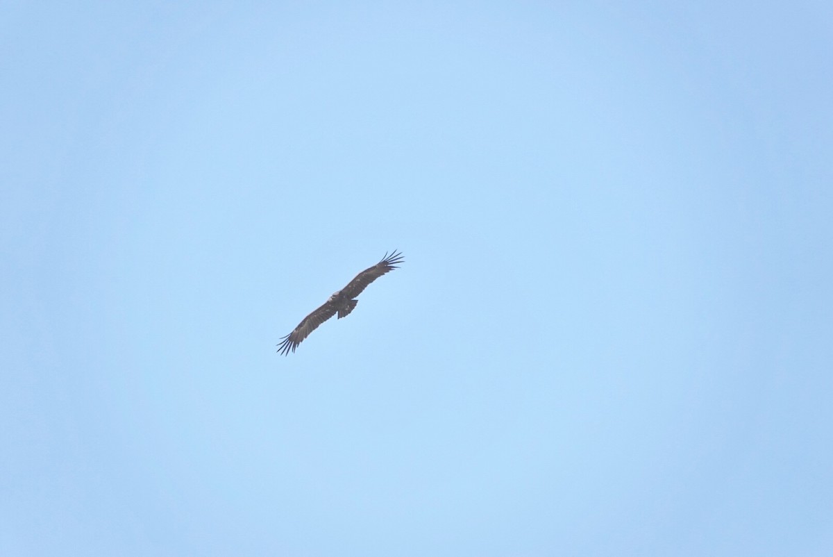 Greater Spotted Eagle - ML531064881