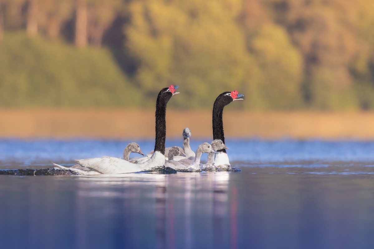 Black-necked Swan - Claudio Véliz