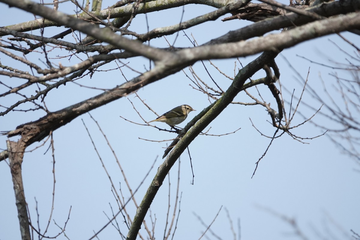 Yellow-browed Warbler - ML531065591