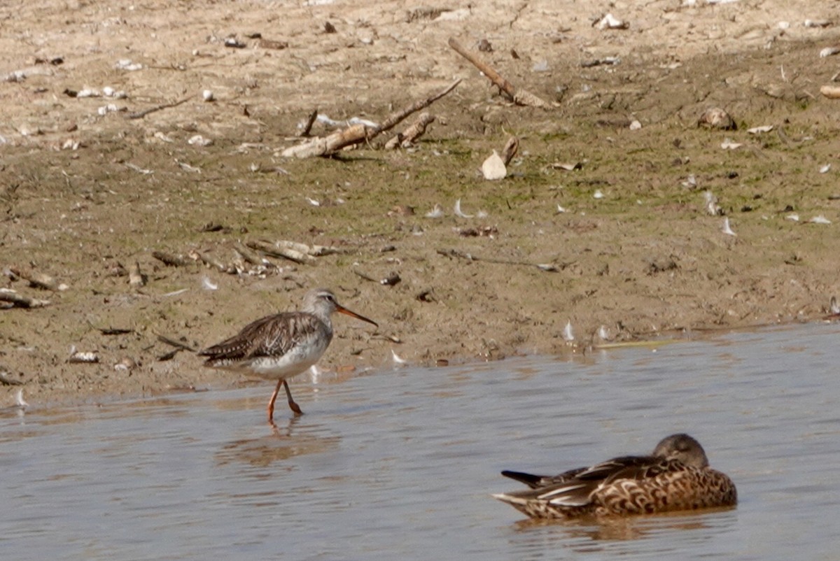 Spotted Redshank - ML531067061