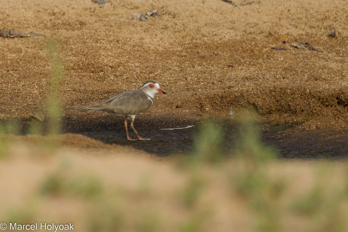 Three-banded Plover - ML531073951