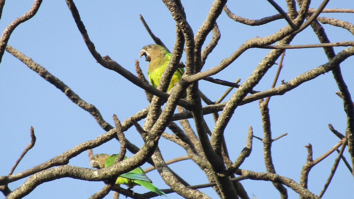 Brown-throated Parakeet - ML531075411