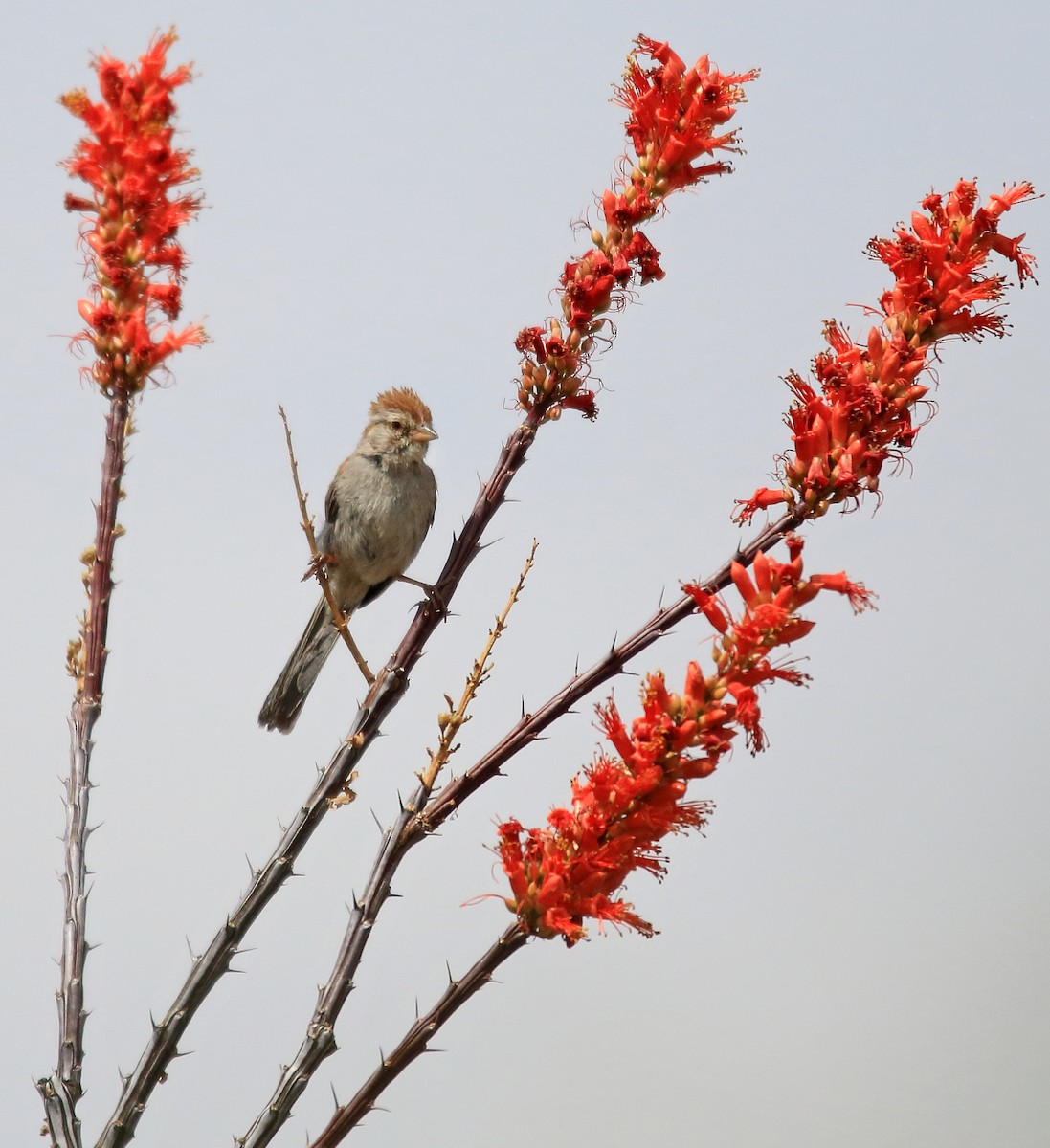 Rufous-winged Sparrow - ML531075791