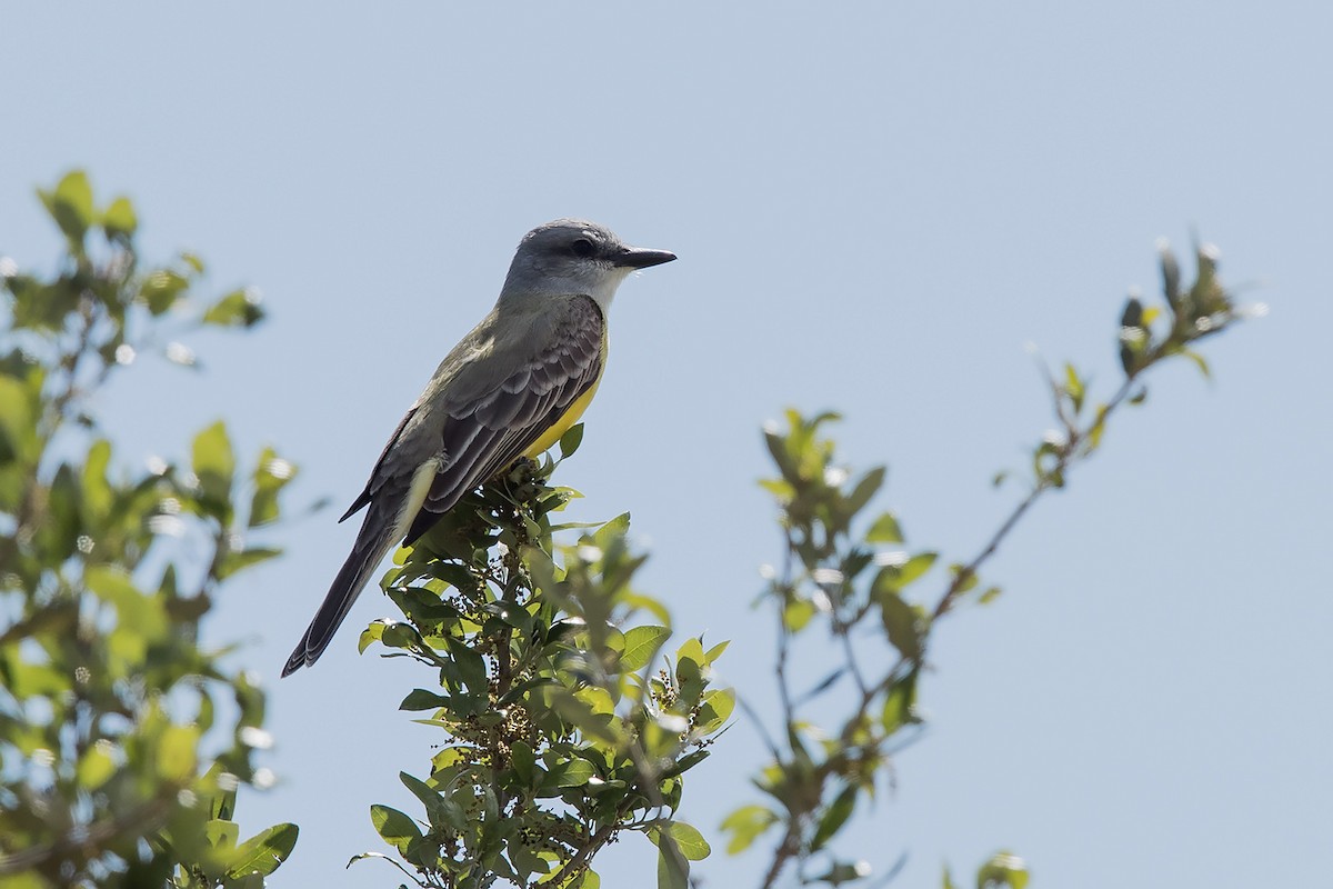 Couch's Kingbird - Mike Cameron