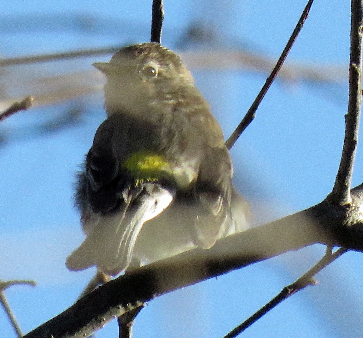 Yellow-rumped Warbler - karen bonnell