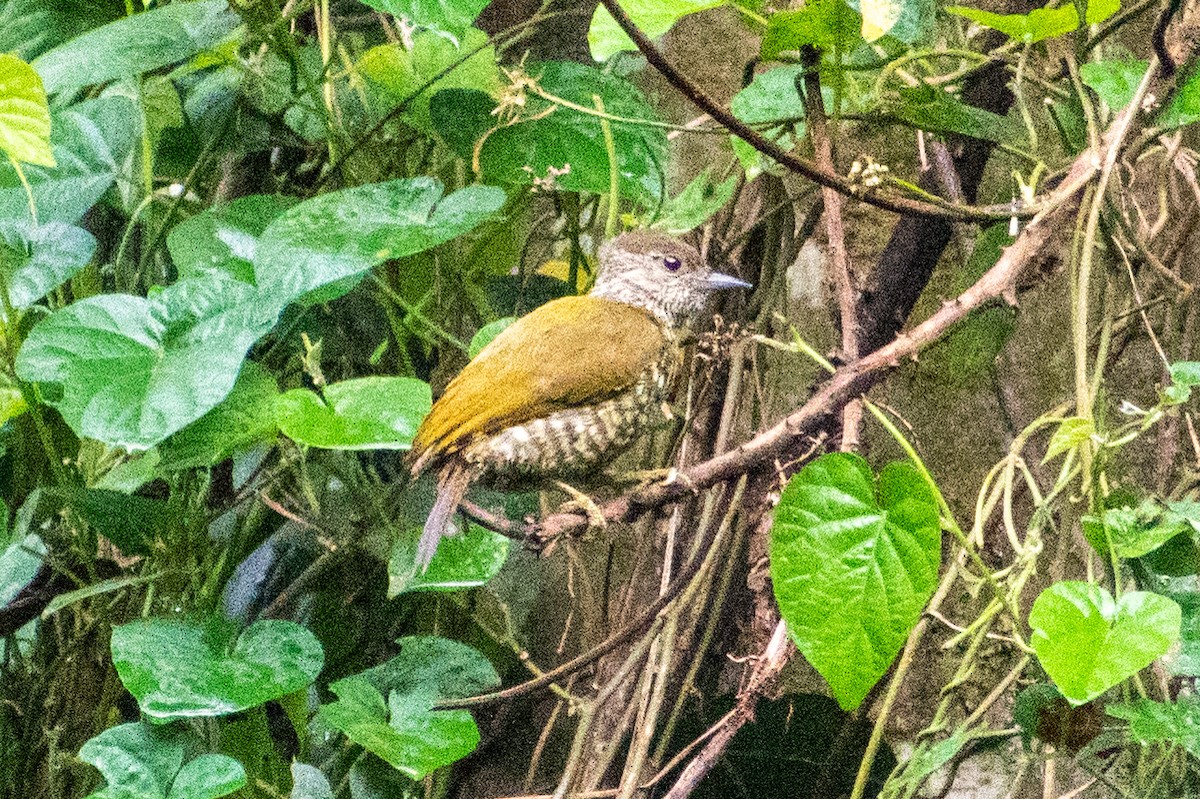 Buff-spotted Woodpecker - ML531078301