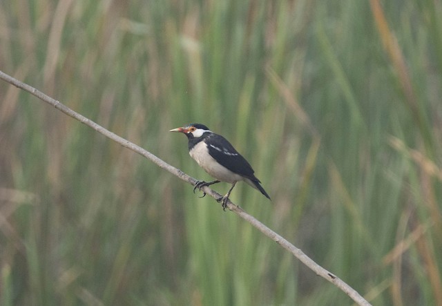 Indian Pied Starling (Pied Myna) — photographed by Sayantan Ghosh