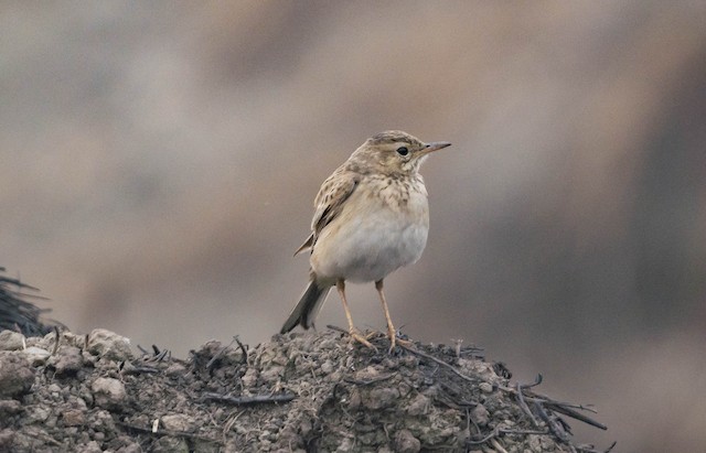 Paddyfield Pipit — photographed by Sayantan Ghosh