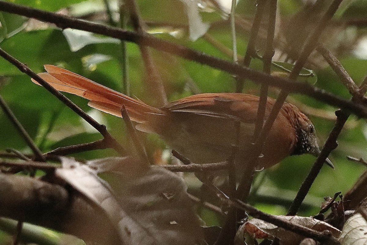 Hoary-throated Spinetail - ML531080691