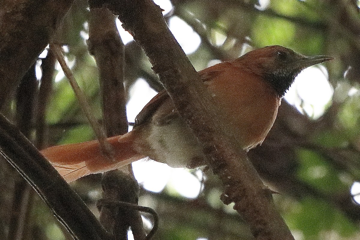 Hoary-throated Spinetail - ML531080701