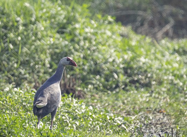 Grey-headed Swamphen (Purple Swamphen) — photographed by Sayantan Ghosh