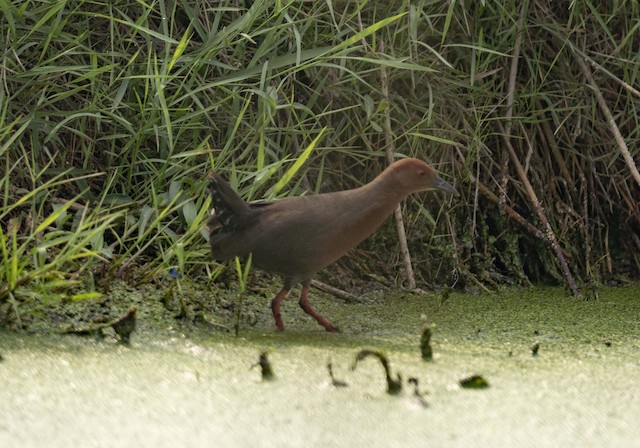 Ruddy-breasted Crake — photographed by Sayantan Ghosh
