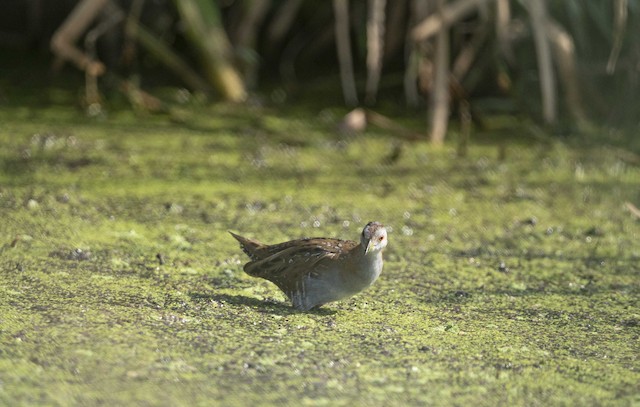 Baillon's Crake — photographed by Sayantan Ghosh