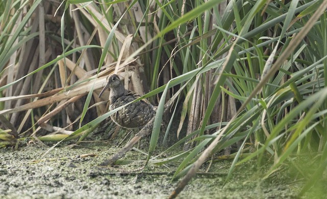 Greater Painted-Snipe — photographed by Sayantan Ghosh