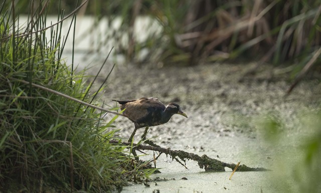 Bronze-winged Jacana — photographed by Sayantan Ghosh