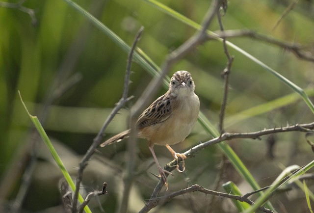 Zitting Cisticola — photographed by Sayantan Ghosh