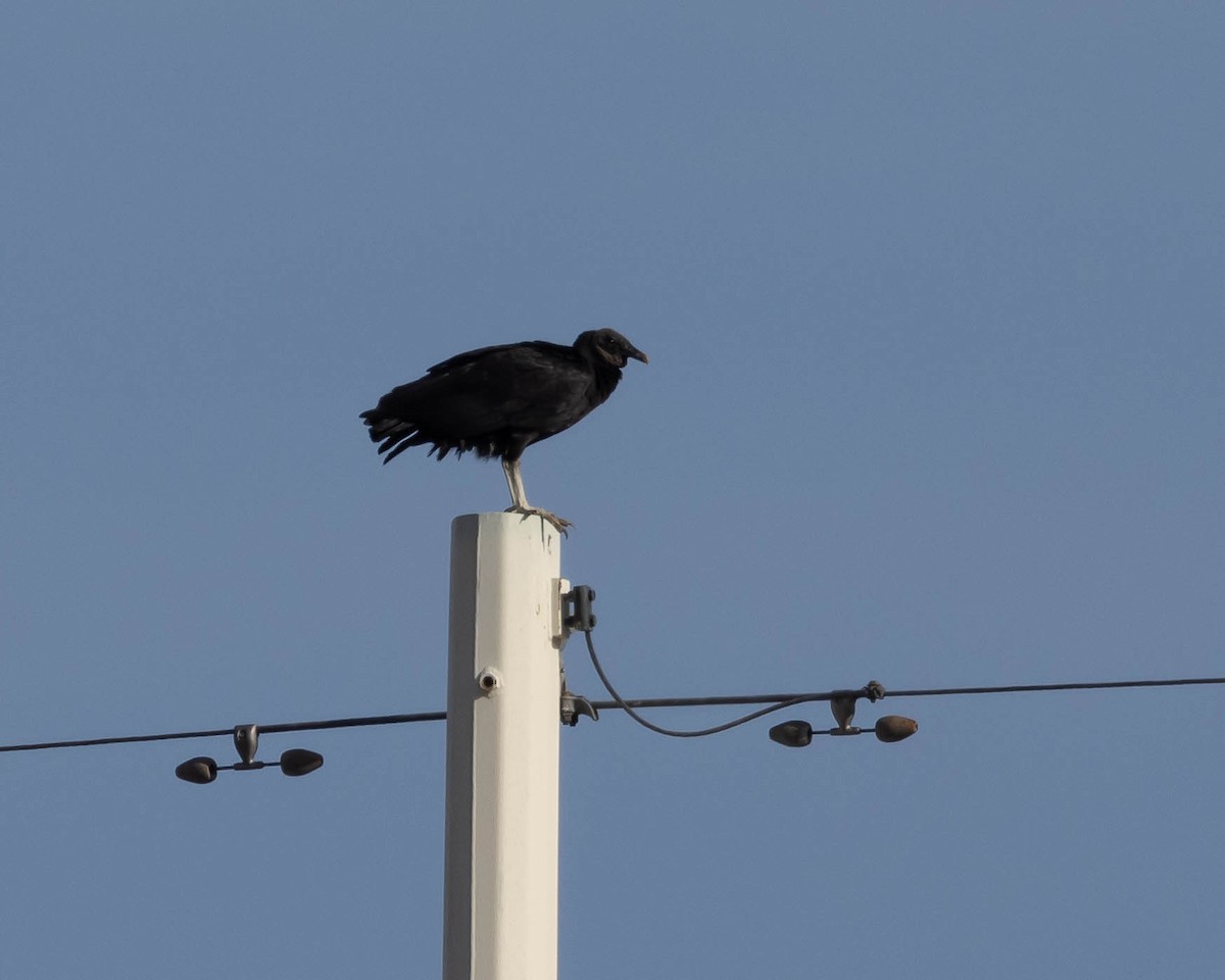 Black Vulture - ML531086671