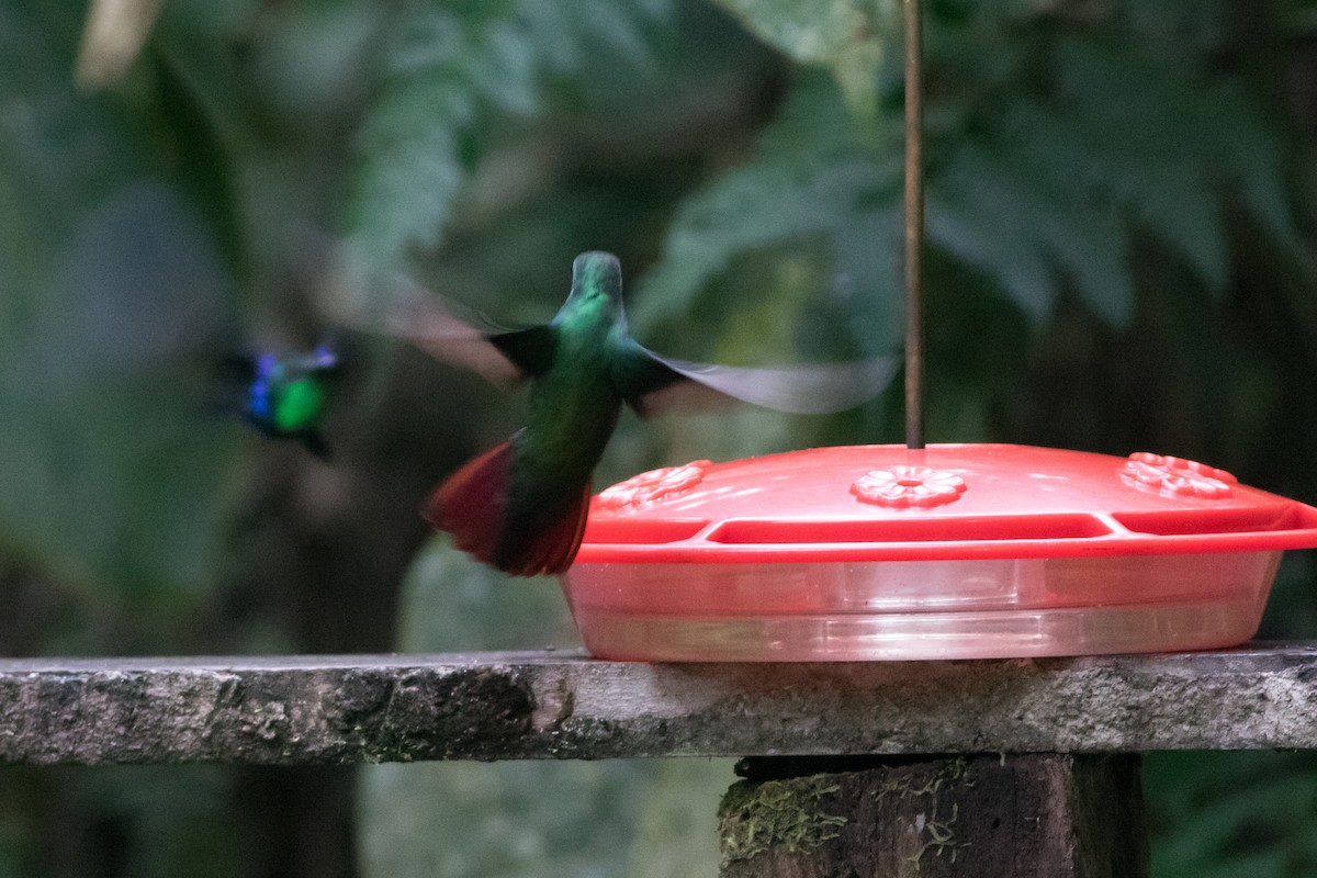 kolibřík azurovoprsý - ML531086831