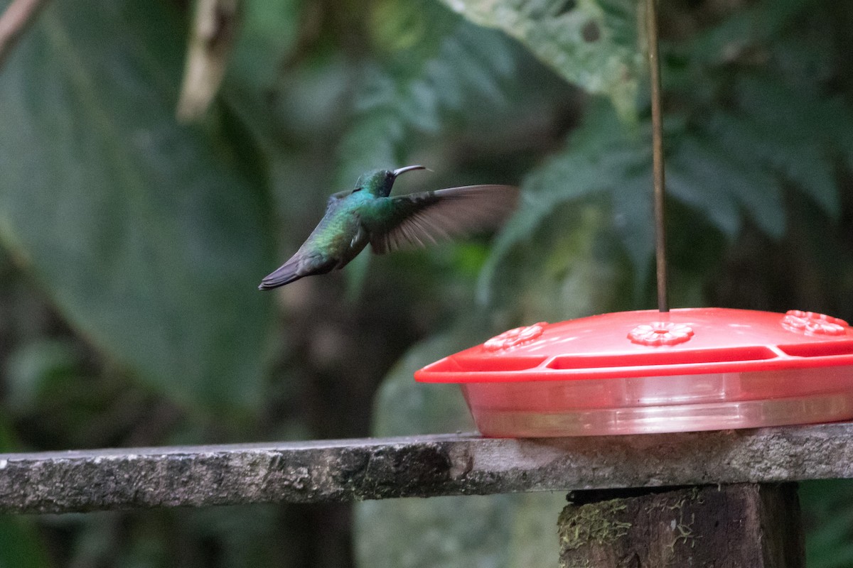 kolibřík azurovoprsý - ML531086841