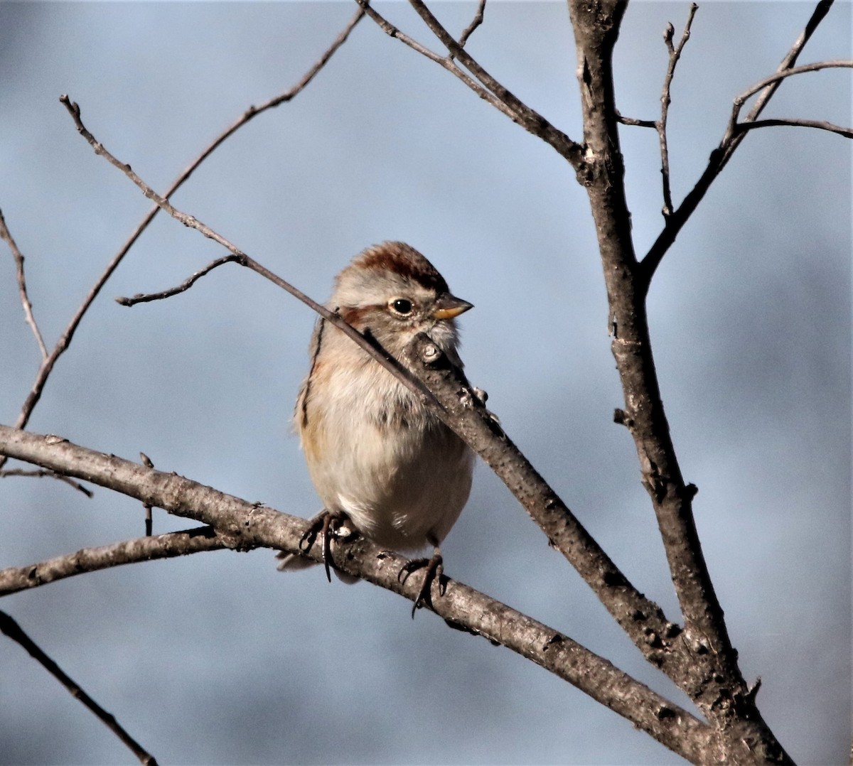 American Tree Sparrow - ML531087061