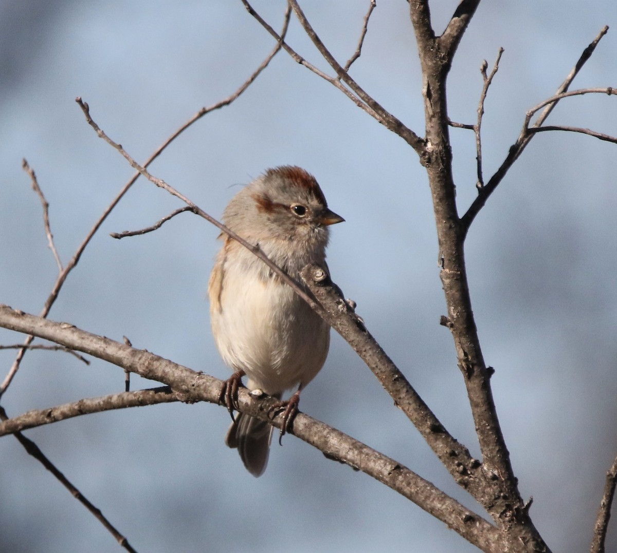 American Tree Sparrow - ML531087081