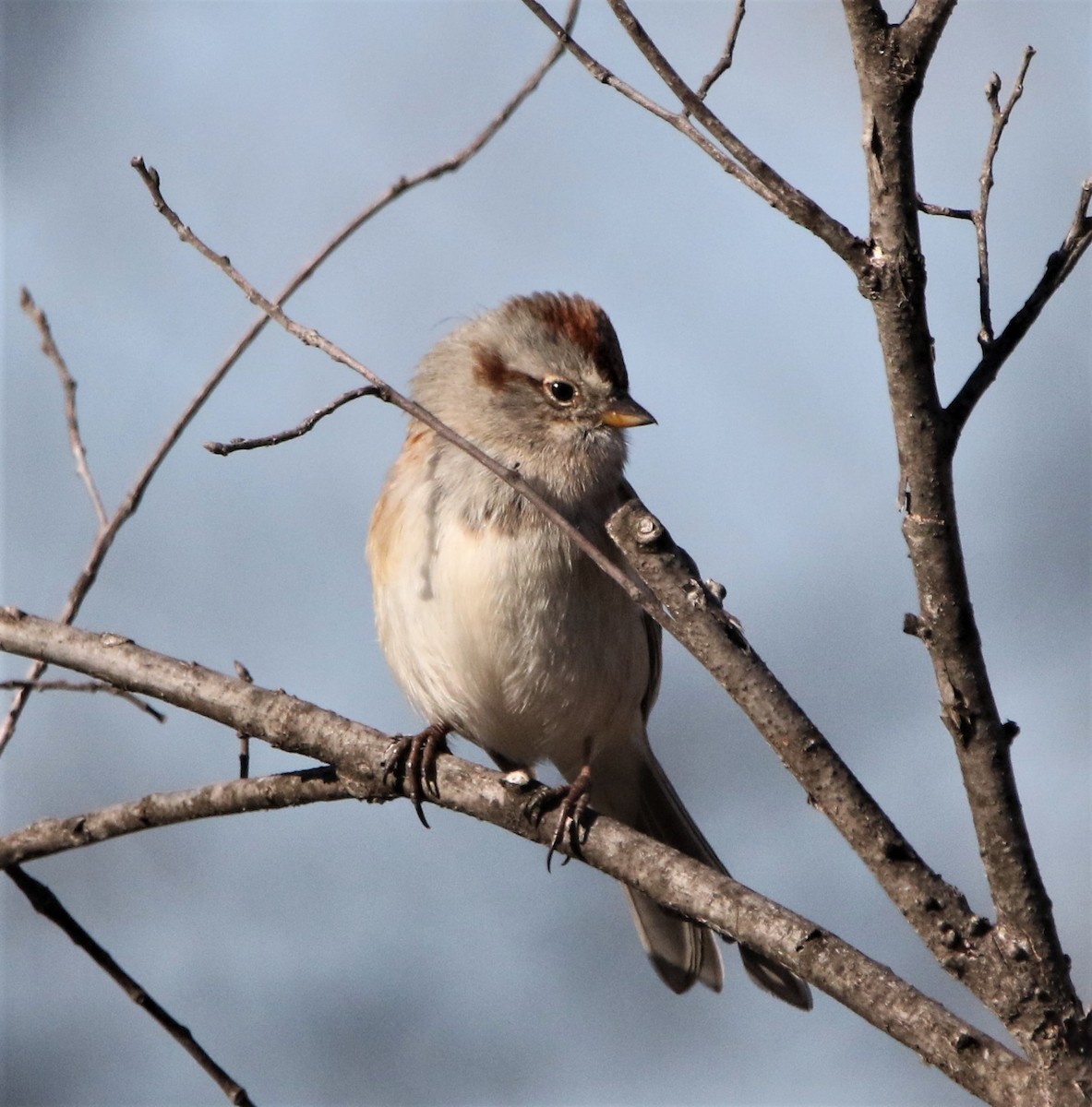 American Tree Sparrow - ML531087101