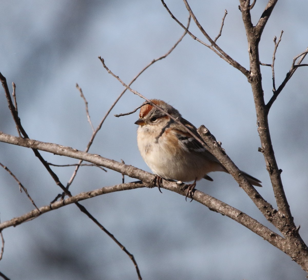 American Tree Sparrow - ML531087121