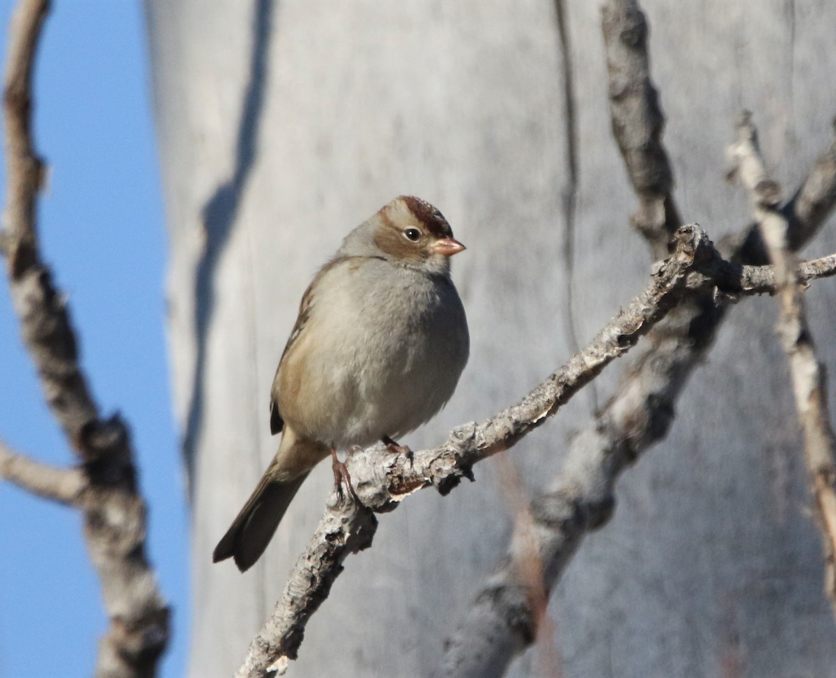 White-crowned Sparrow - ML531087151