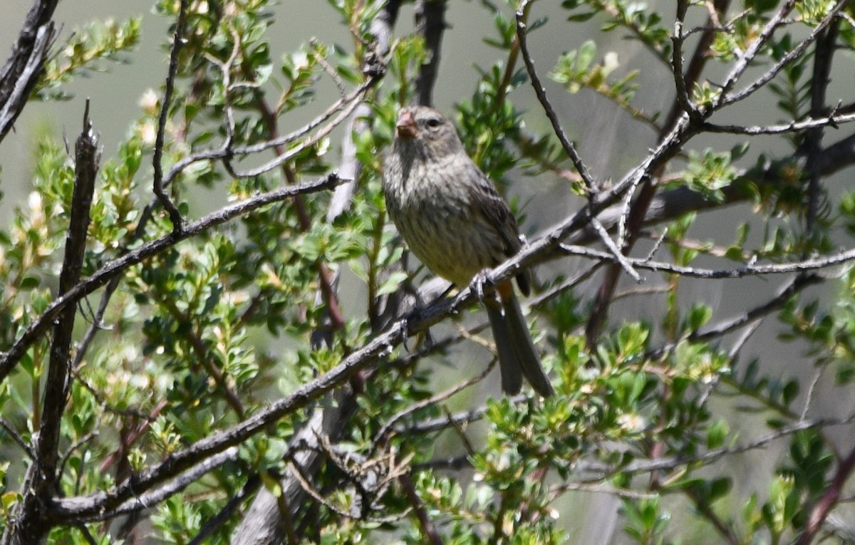 Plain-colored Seedeater - ML531087651