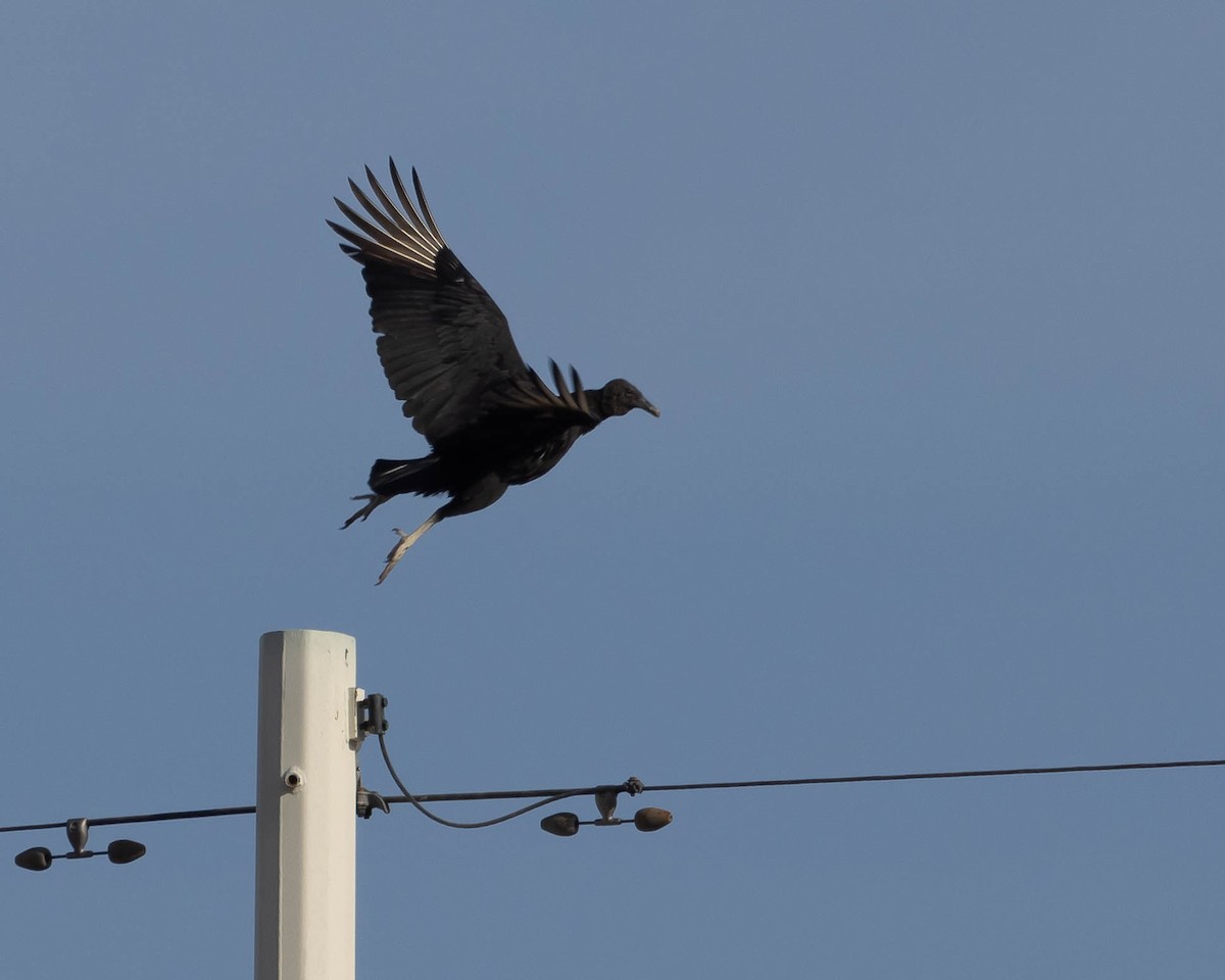 Black Vulture - ML531088191