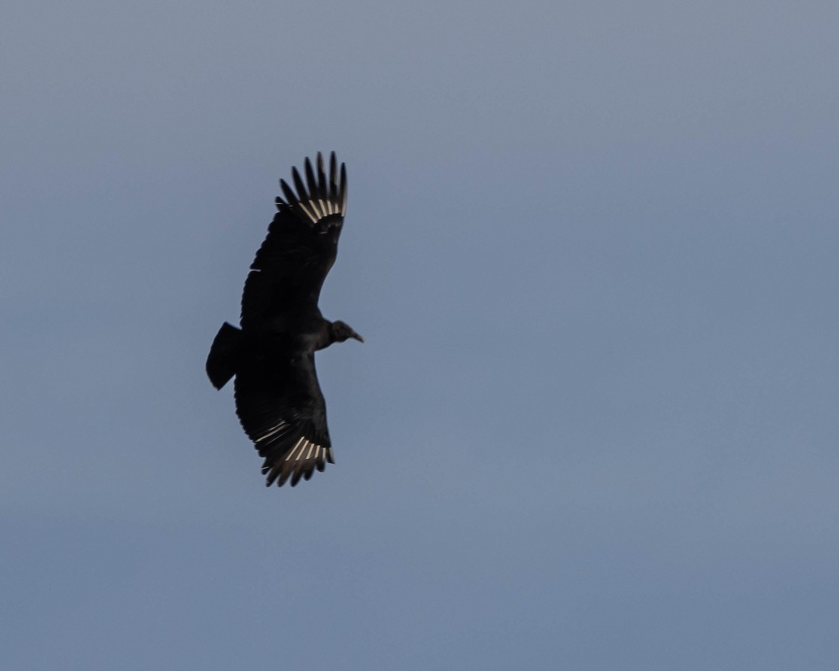 Black Vulture - ML531088341