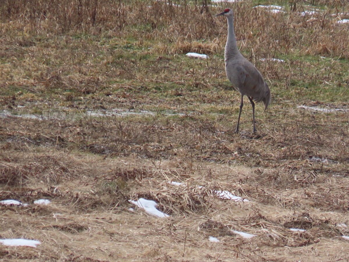 eBird Checklist 2 Feb 2023 Bolton Flats WMALancaster 4 species