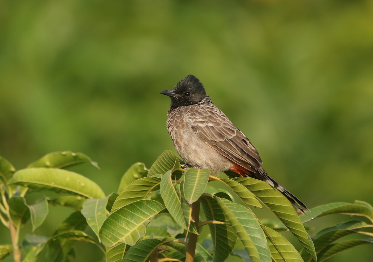 Red-vented Bulbul - ML531091691