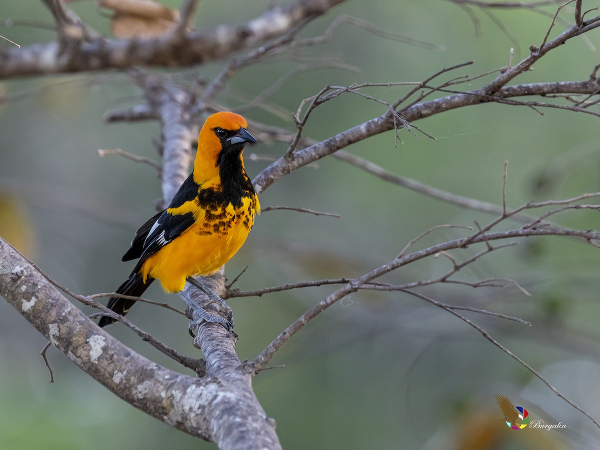 Spot-breasted Oriole - ML531092281