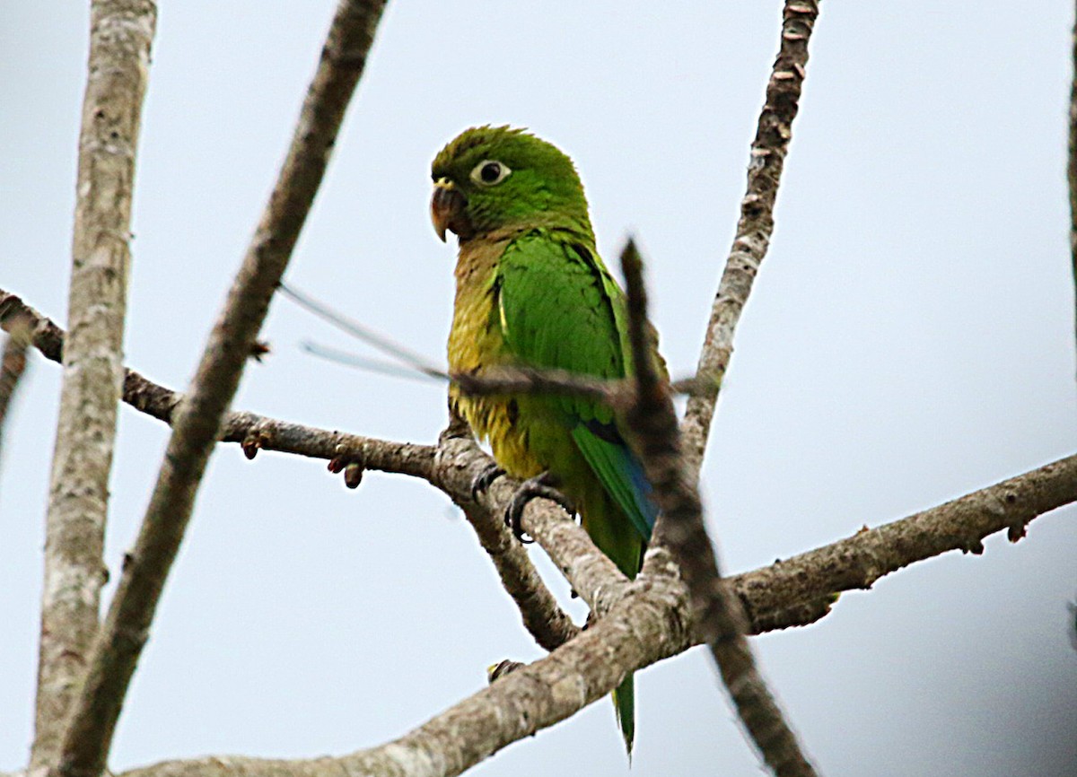 Olive-throated Parakeet - Kathleen Keef